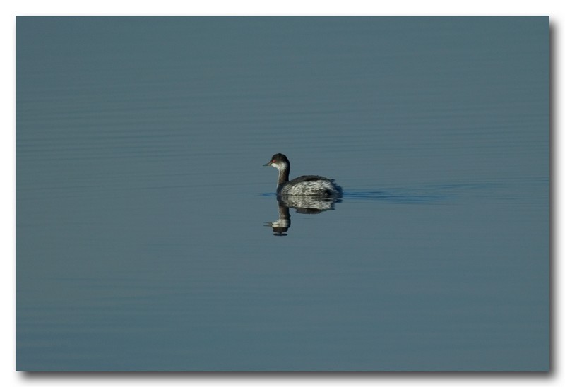 Svasso piccolo - Podiceps nigricollis